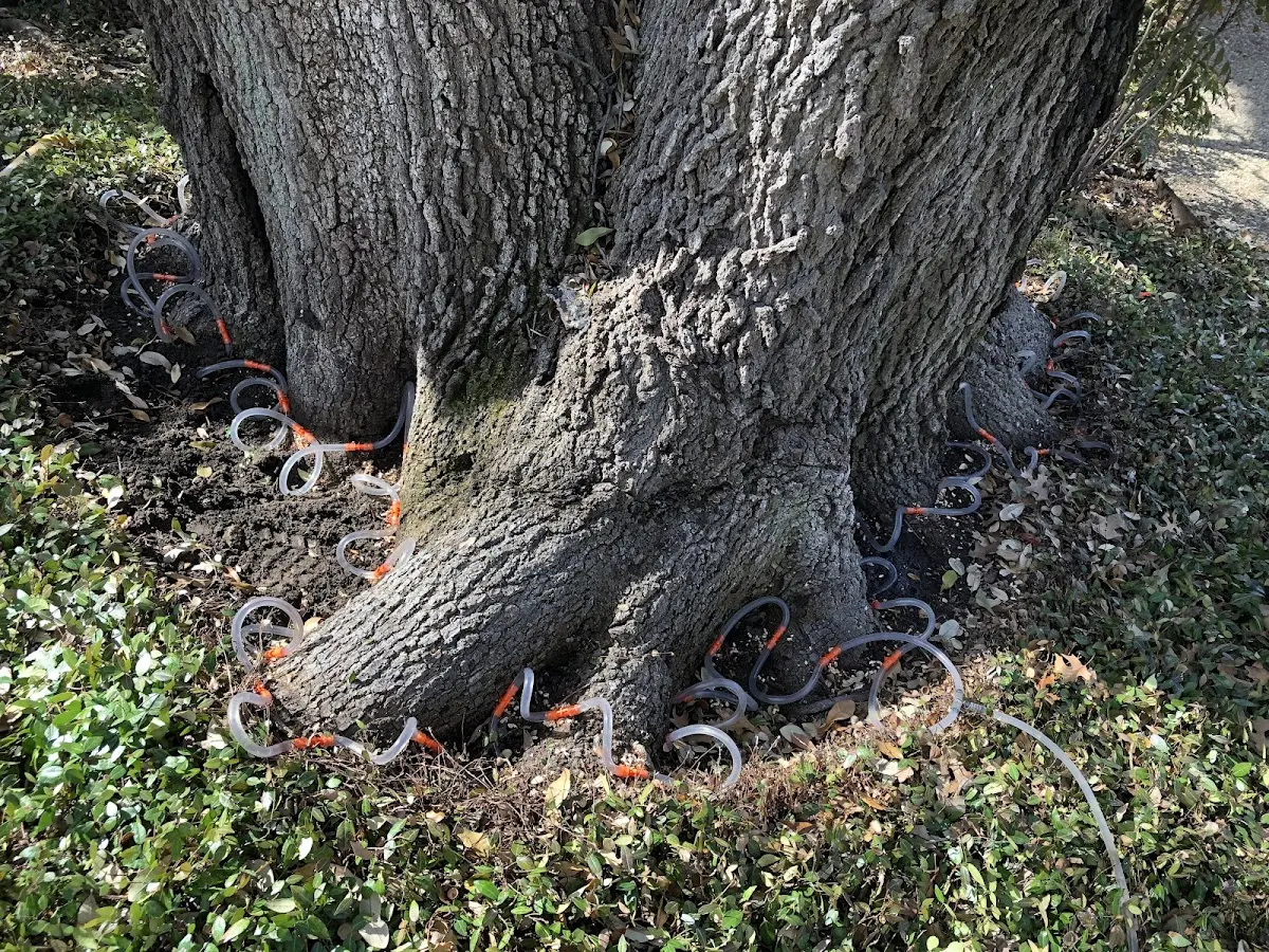 Detailed Tree Cabling and Bracing job site in Eureka